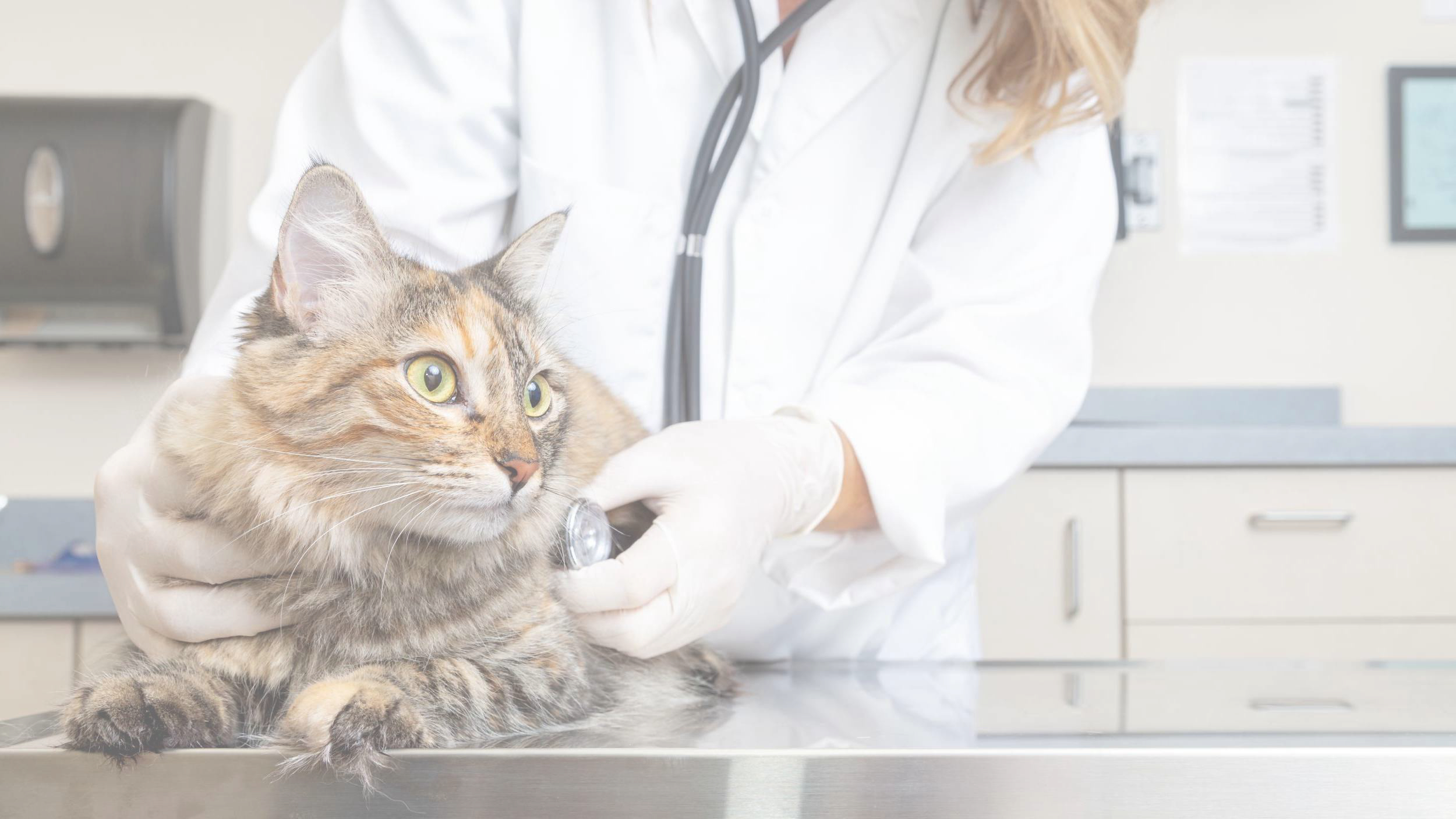 Mahalo Veterinary Hospital | Home | Veterinarian Nanaimo Mahalo Veterinary Hospital | Home | Veterinarian Nanaimo