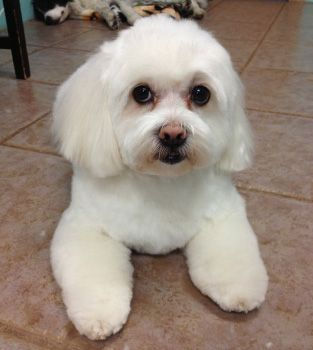 Dog 25