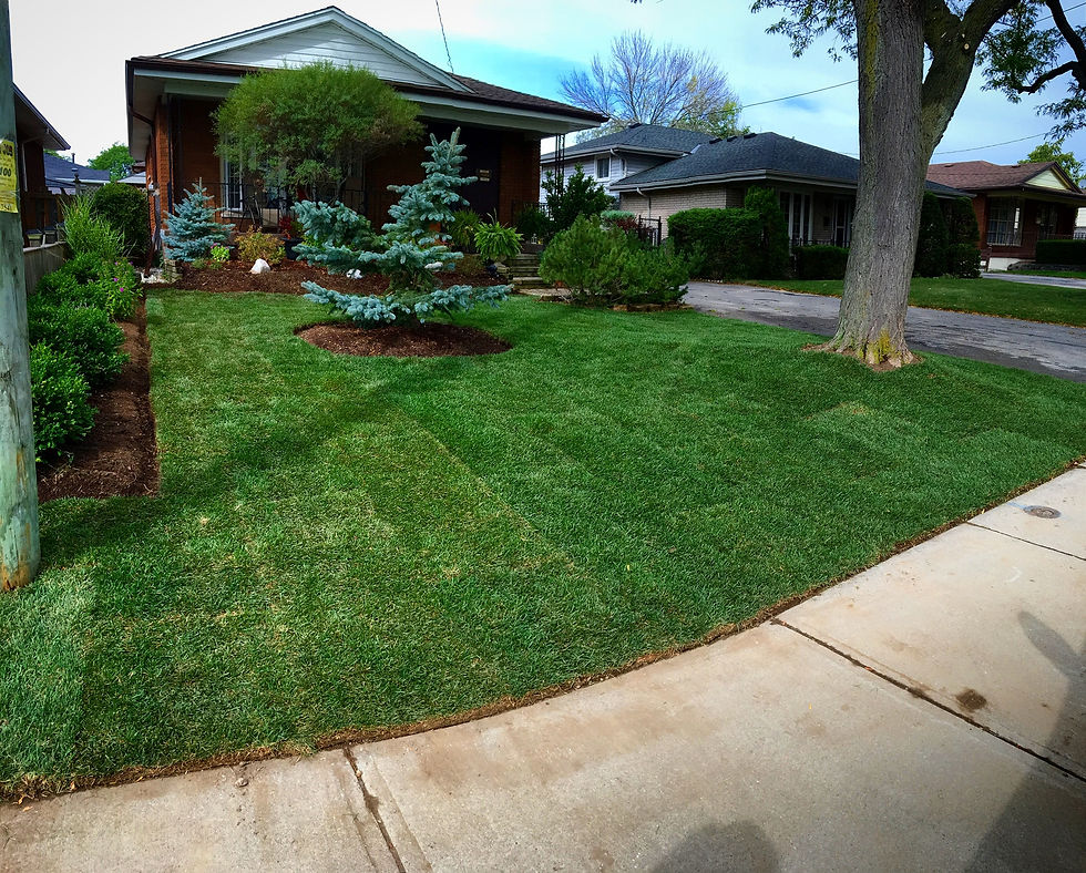Fine Line Lawn Care, Hamilton, ON, Ontario, Hamilton, Burlington, Dundas, Ancaster, Stoney Creek, Grimsby, ice removal, snow removal, snow and ice removal, sidewalk snow removal, landscapes, lawn care, early spring lawn fertilizing, early spring granular weed control, spring clean up, hedge and shrub trimming, small tree trimming, mulch layouts, weeding, weed removal, vegetation removal, property maintenance, grass cutting, debris removal