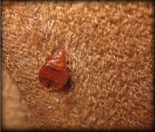 Bed Bug