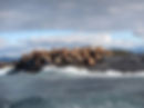 Sea lion