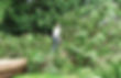 Specialty tree service 5