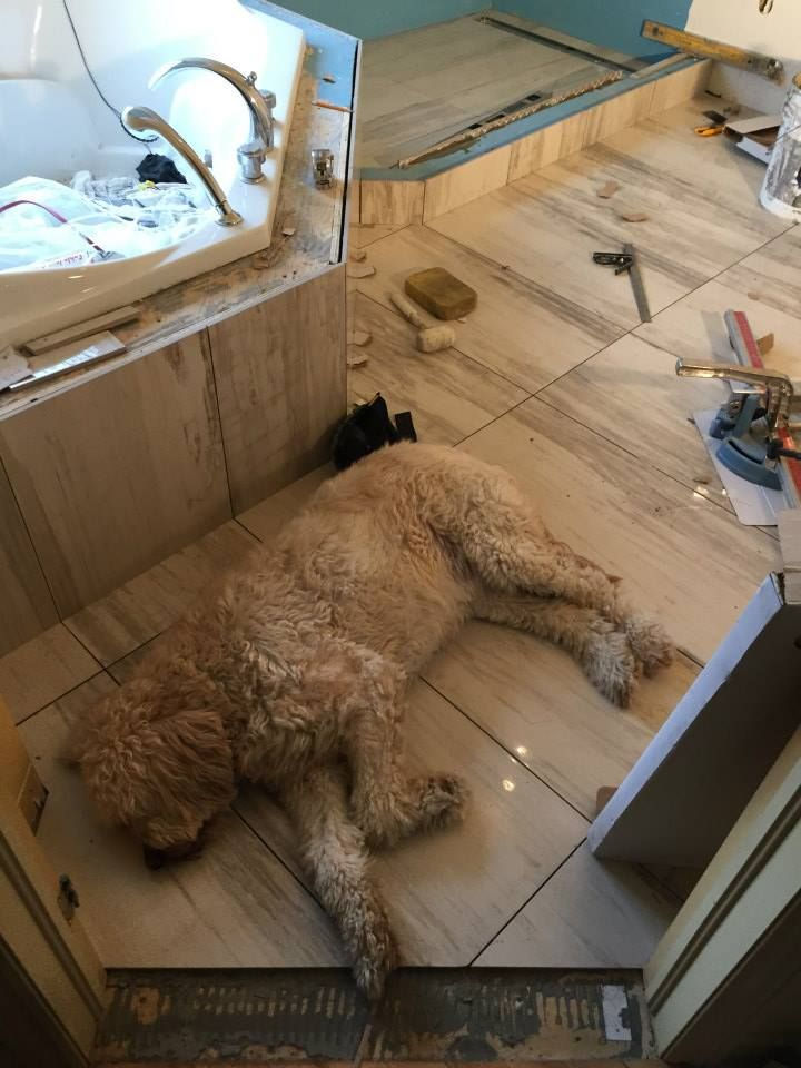 a dog sleeping on the marble floors
