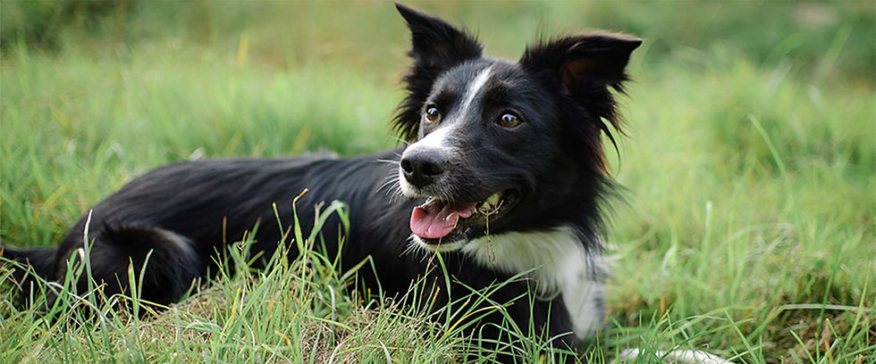 Dog8