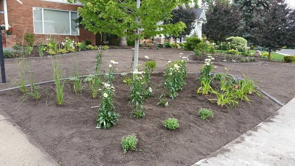 A garden with some freshly planted plants