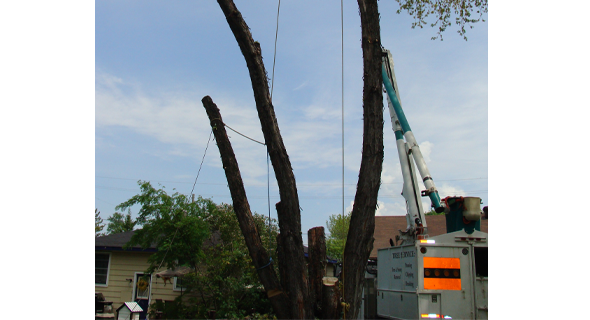 J. Birch Tree Service Inc. gallery 12