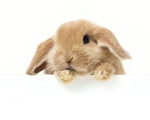 rabbit