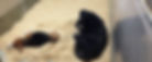 Dogs sleeping in bedding