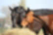 Purchase Hay