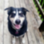 Dog - Aurora