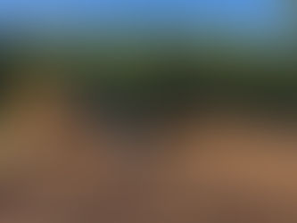 Entretenir un grand terrain boisé : par où commencer?