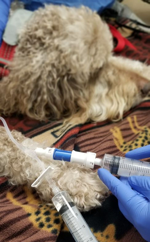 Dog in clinic for treatment