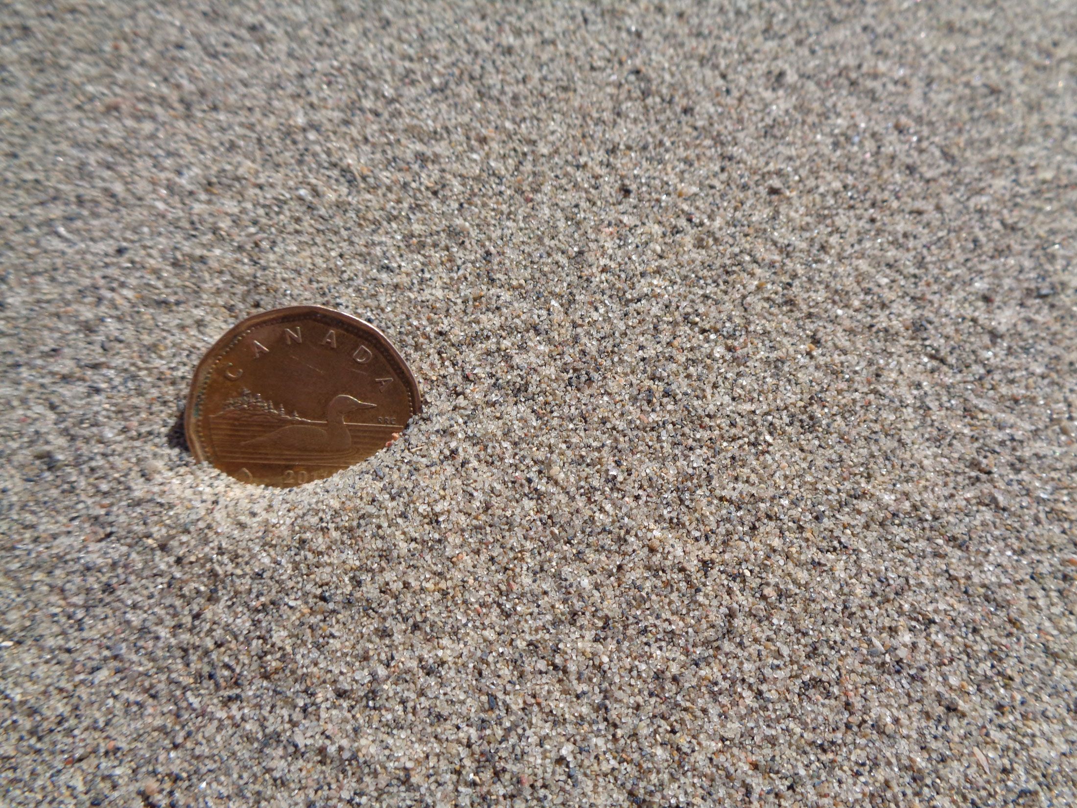 loonie in the sand