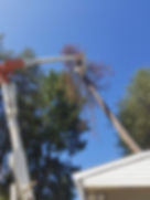 talltreeremove