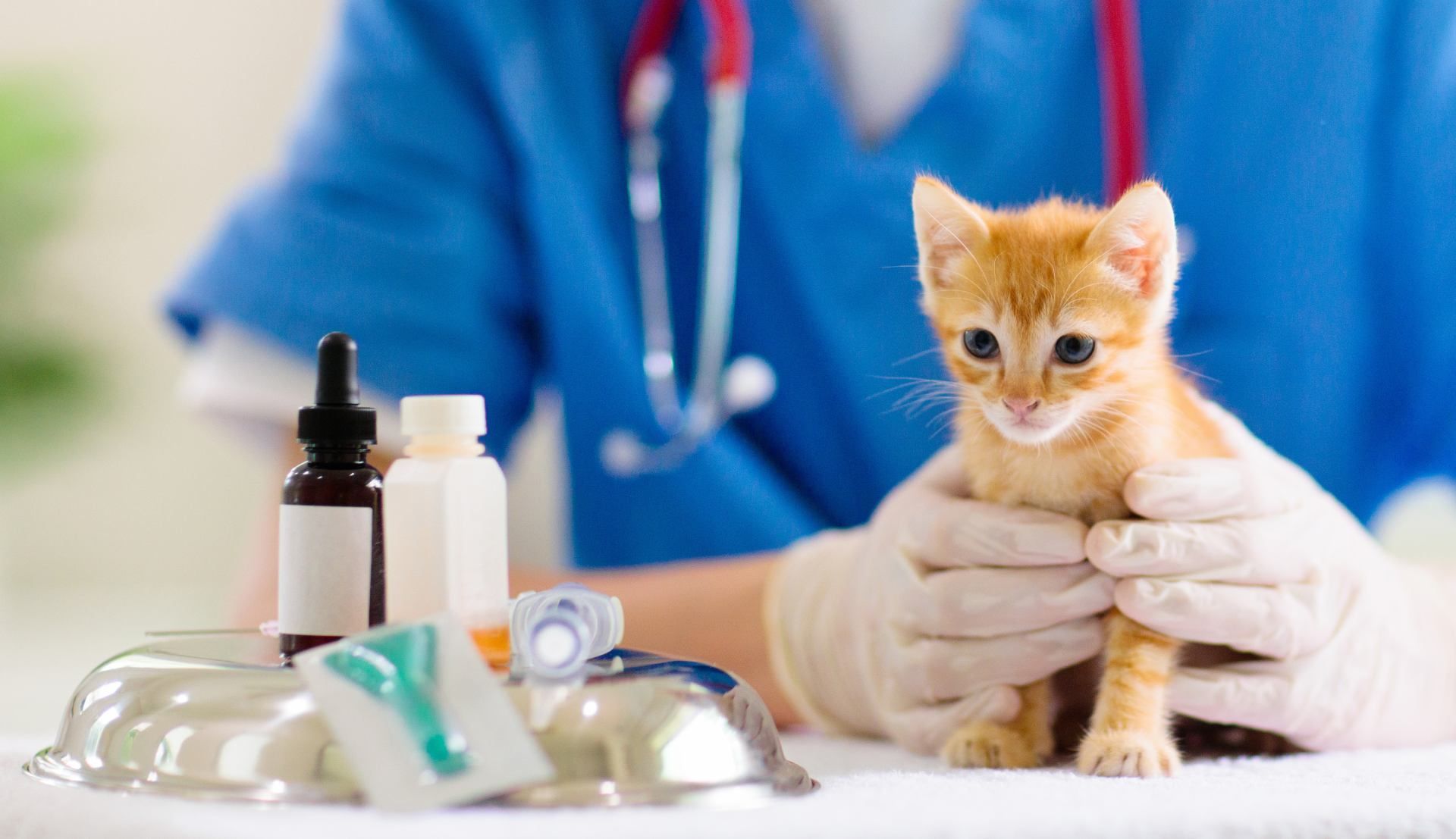 Nova Veterinary Clinic Emergency