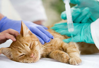 The cat was given anesthesia.