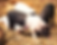 Pig feed