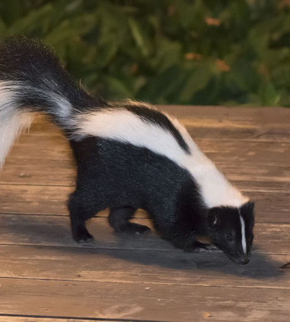 Skunk sniffing around