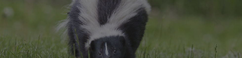 Skunk walking in the wild
