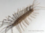 Centipede