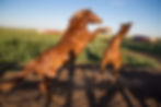 horse playing with baby horse