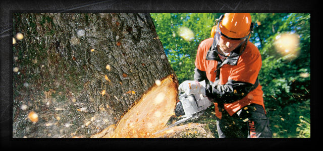 STIHL equipment cutting down a tree
