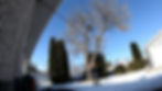 man looking at a tree