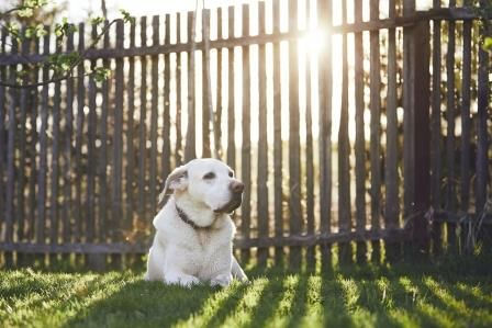 5 Ways Your Dog Can Escape a Dog Run or Fenced Yard