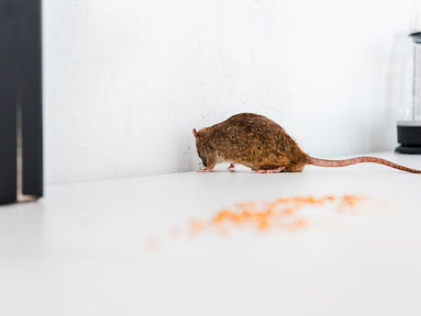 3 SOURCES DE NOURRITURE QUI ATTIRENT LES RONGEURS DANS VOTRE MAISON