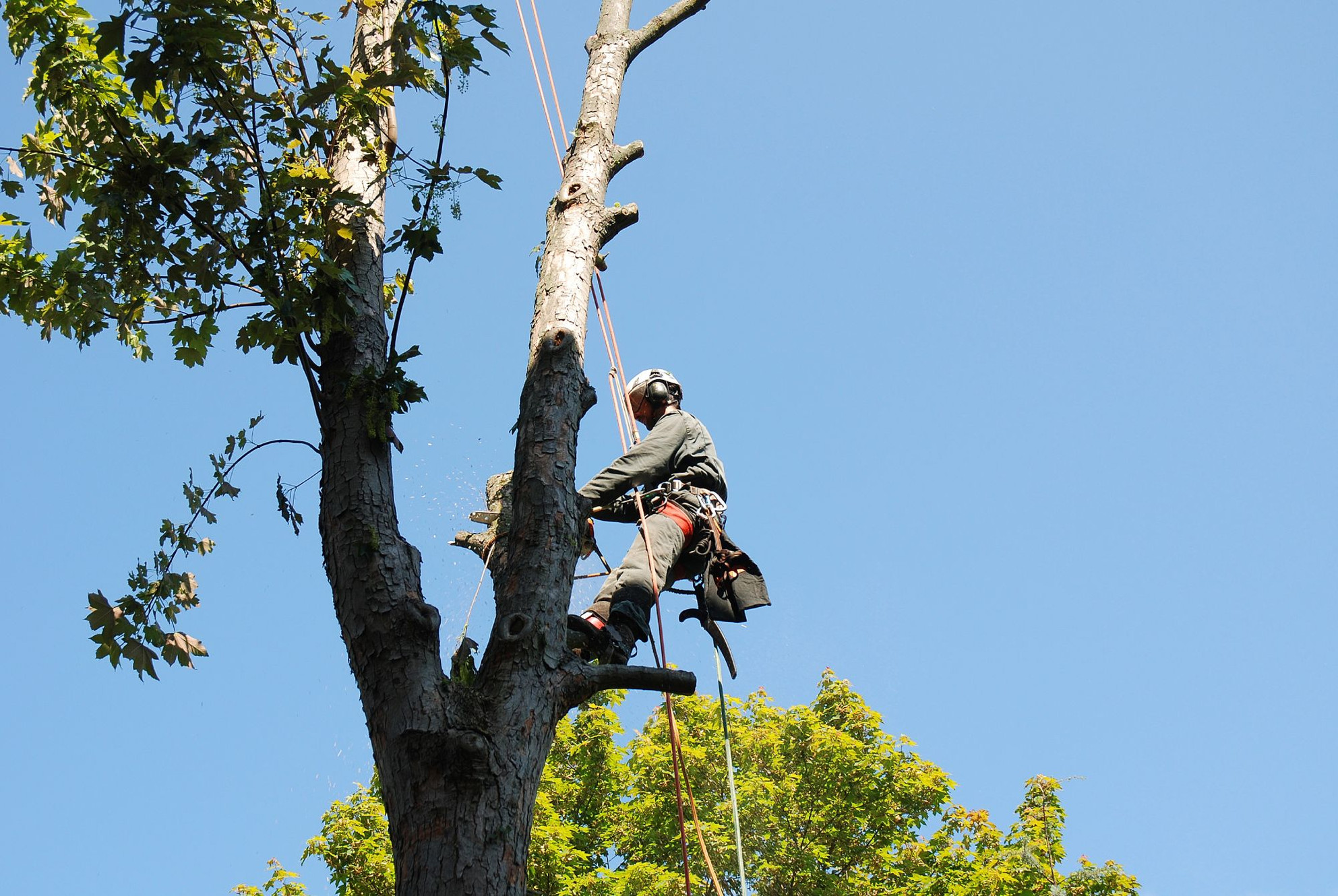 Tree Pruning in Toronto | Tree & Shrub Pruning | Van Dyke's Tree Care Ltd