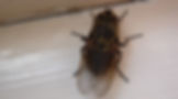 Pest Control Barrie, Barrie, ON, Ontario, Insects Removal, Pest Proofing, Bedbugs Extermination, Spiders, Residential, Commercial, Wasp Removal