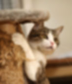 Kitten with scratching post
