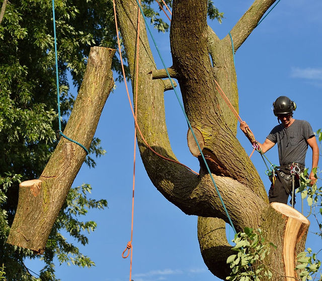 Toronto Tree Removal