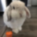 Rabbit with carrot