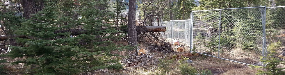 Fence in forest area