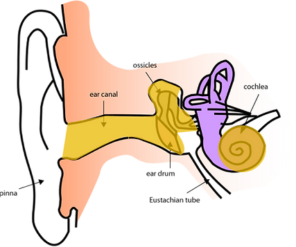 Mixed Hearing Loss