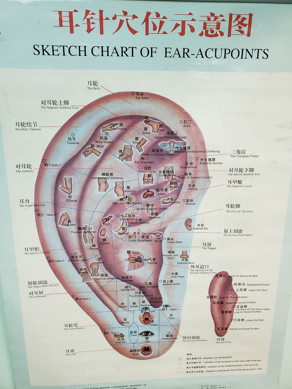 Ear Acupoints