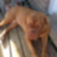 Dog - Legend