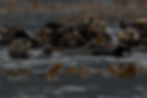 Sea otters