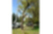 tree being serviced