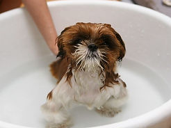 puppy taking a bath