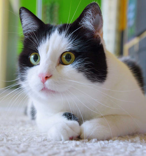 black and white cat