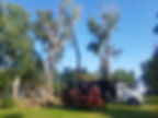 Abattage d'arbres en cours