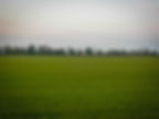 Field of turf.
