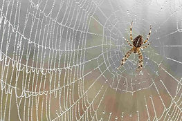 spider