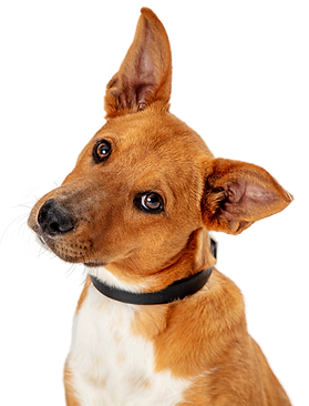Brown Dog Tilting Head Listening Extracted