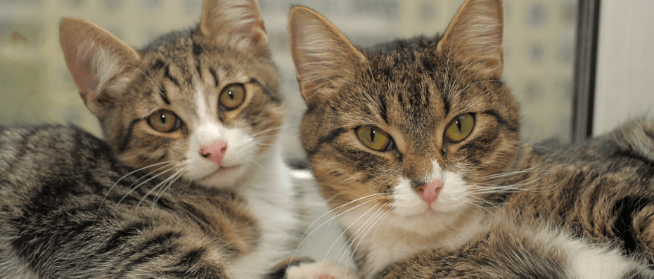 cats laying down