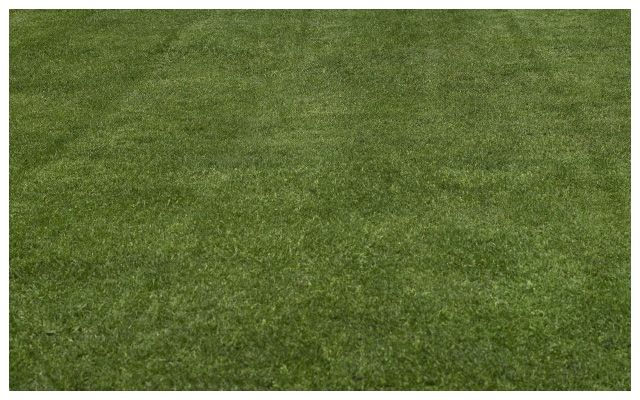 freshly mowed lawn