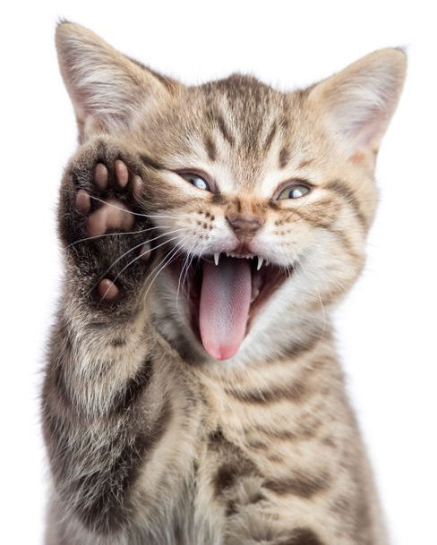 Funny cat with open mouth and raised paw