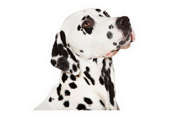 Dalmatien